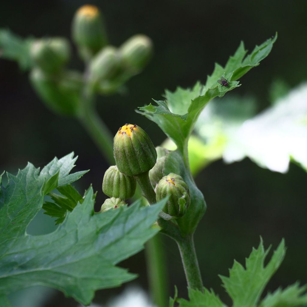 Ligularia palmatiloba - Leopard Plant