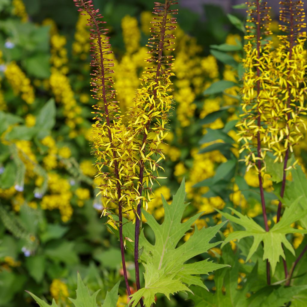 Ligularia przewalskii - Leopard Plant