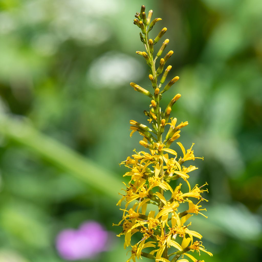 Ligularia przewalskii - Leopard Plant