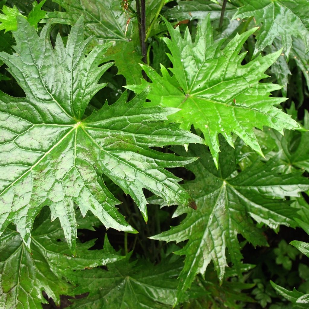 Ligularia przewalskii - Leopard Plant