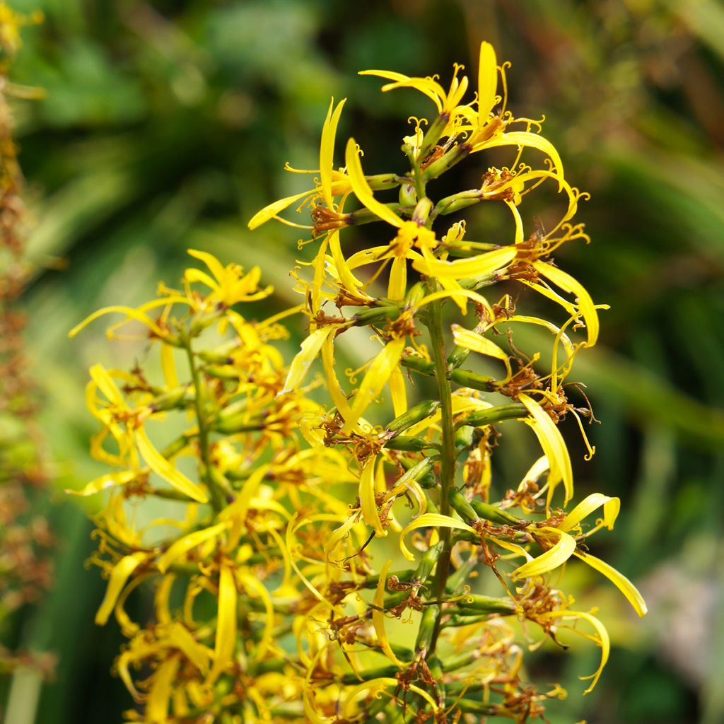 Ligularia przewalskii - Leopard Plant