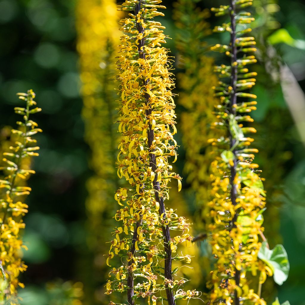 Ligularia przewalskii - Leopard Plant