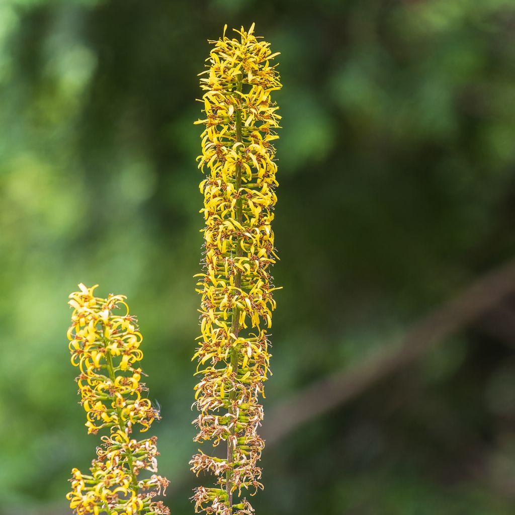 Ligularia przewalskii - Leopard Plant