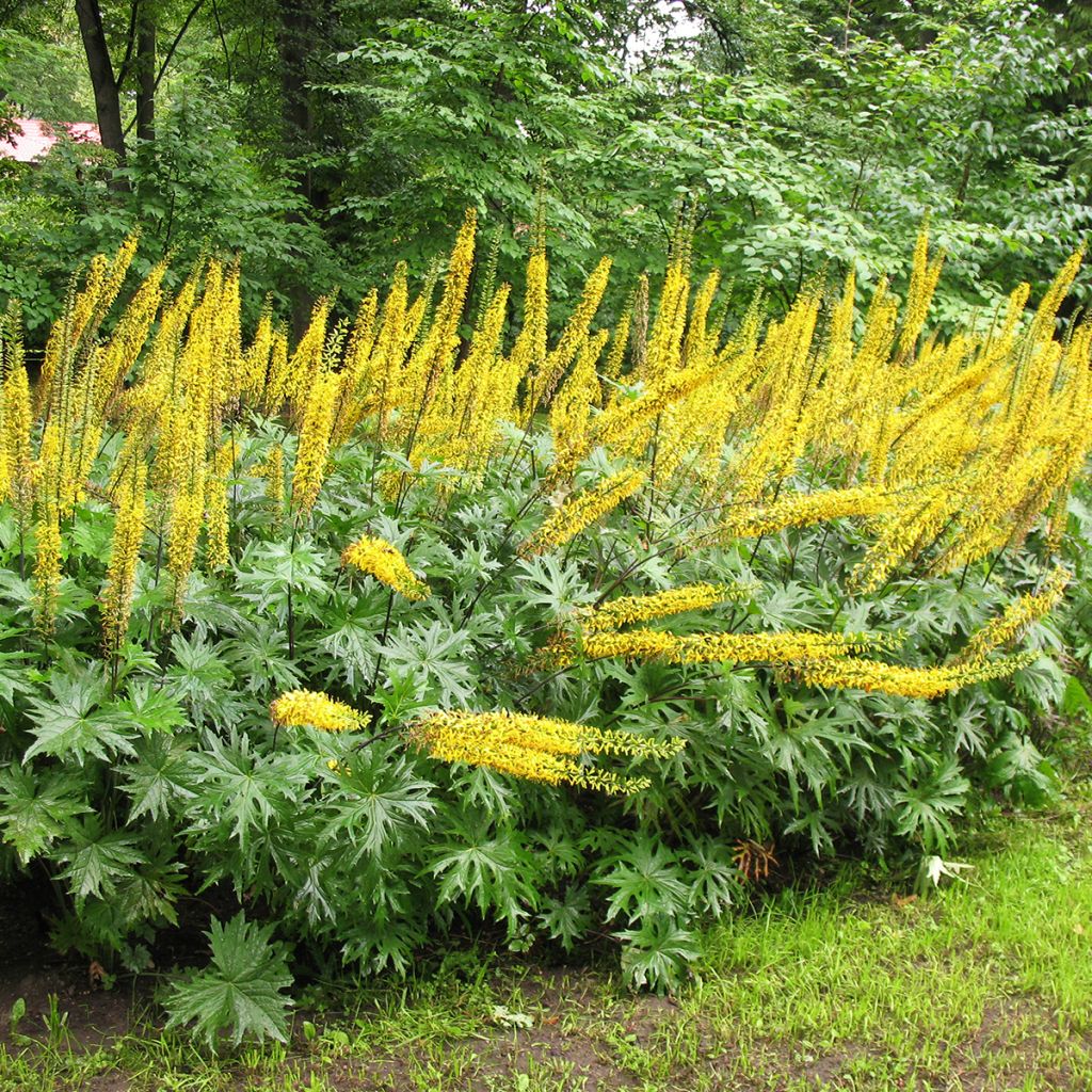 Ligularia przewalskii - Leopard Plant