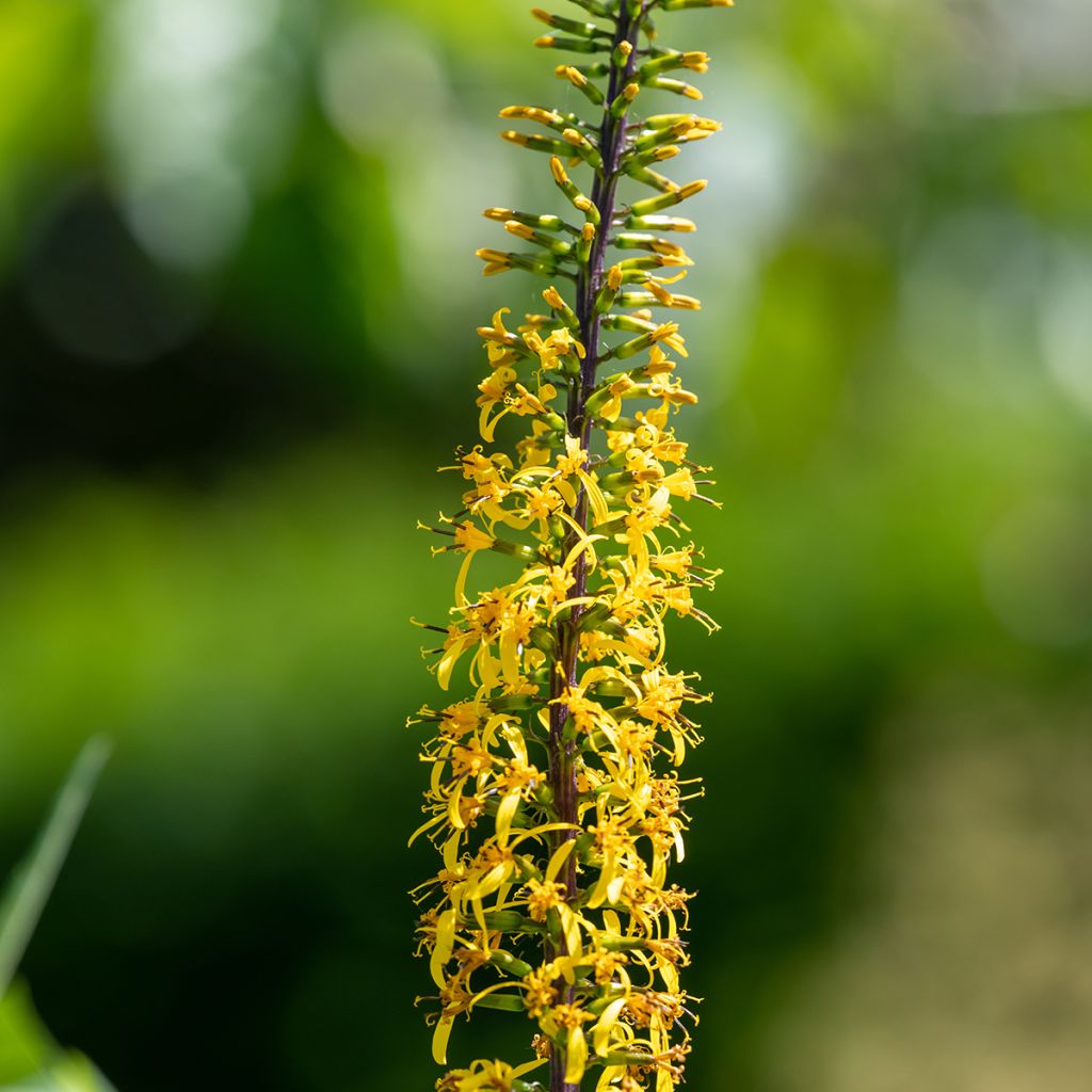 Ligularia przewalskii - Leopard Plant