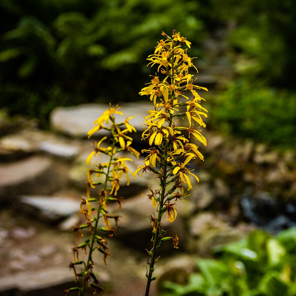 Ligularia sibirica - Leopard Plant