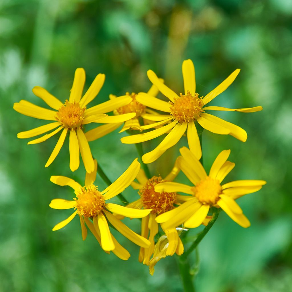 Ligularia sibirica - Leopard Plant