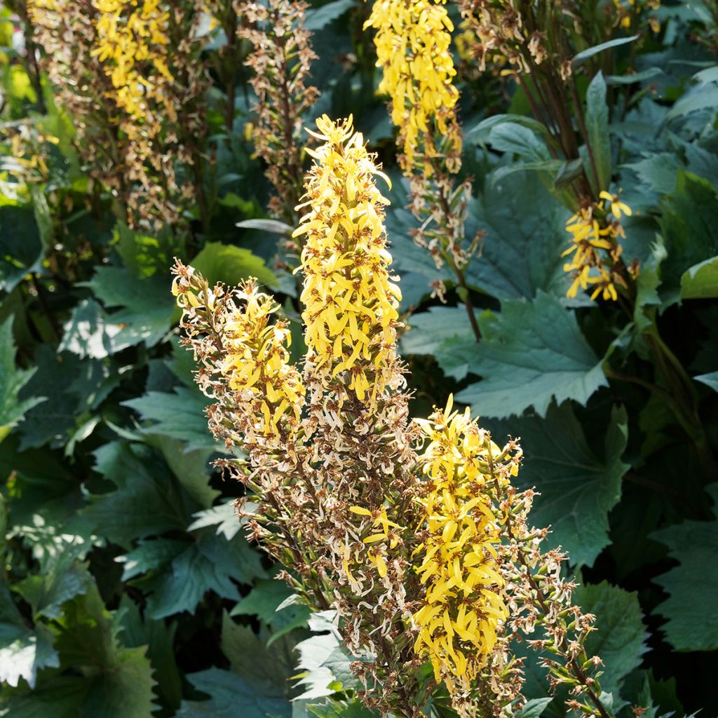 Ligularia stenocephala The Rocket - Leopard Plant