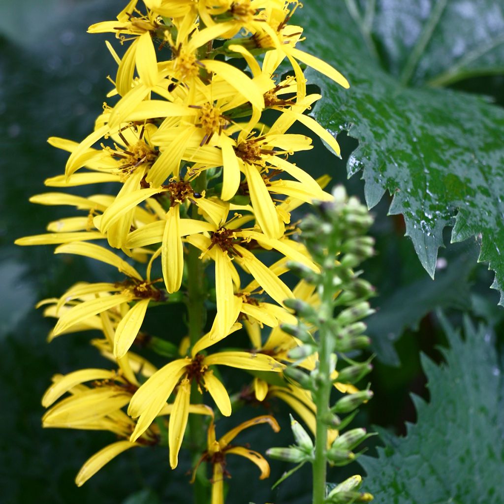 Ligularia stenocephala - Leopard Plant