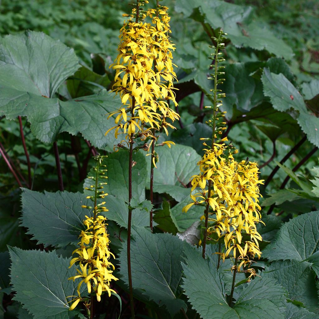 Ligularia stenocephala - Leopard Plant