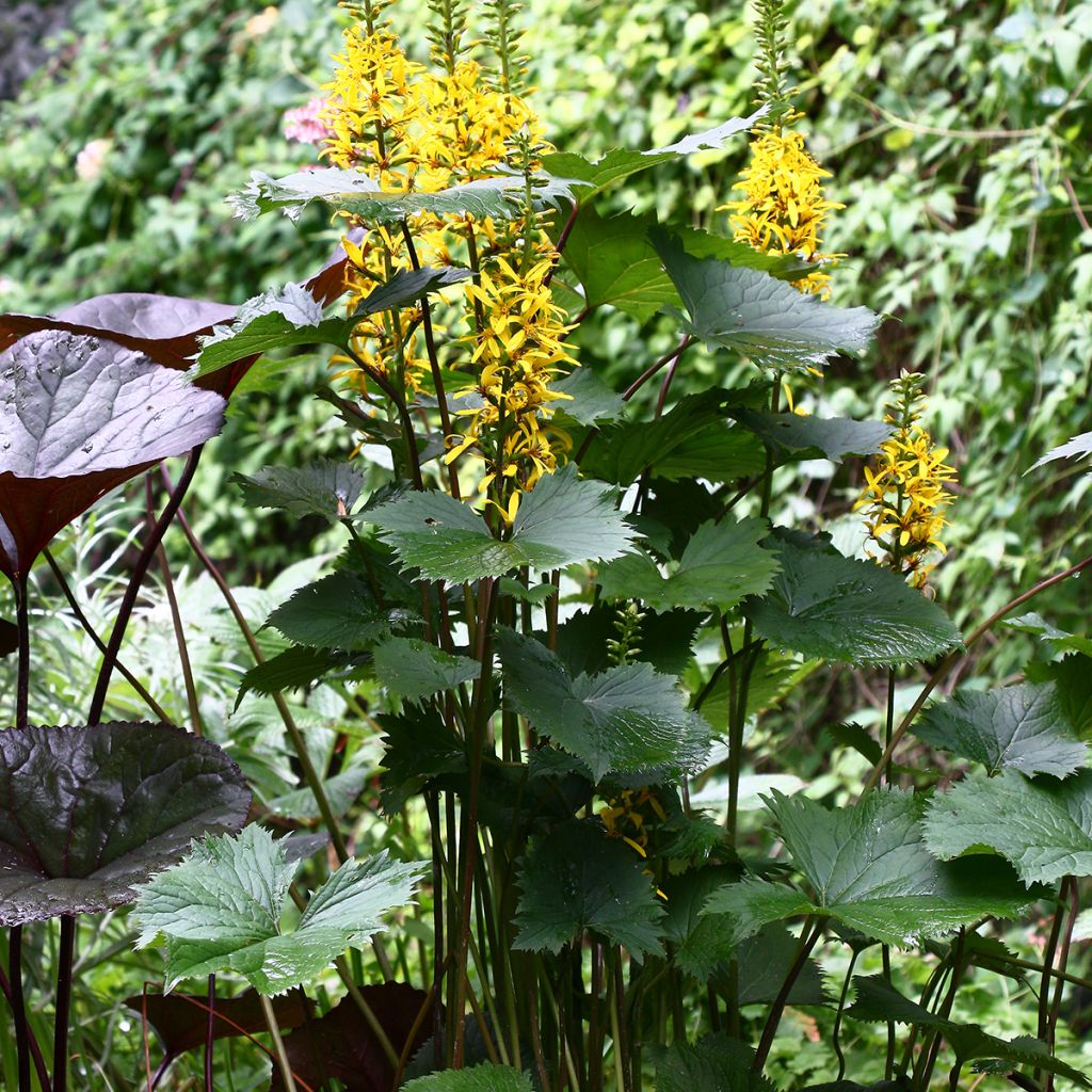 Ligularia stenocephala - Leopard Plant