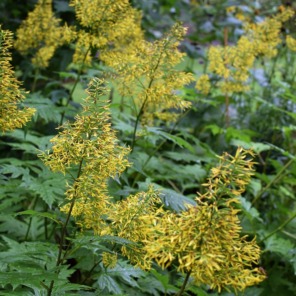 Ligularia tangutica - Leopard Plant