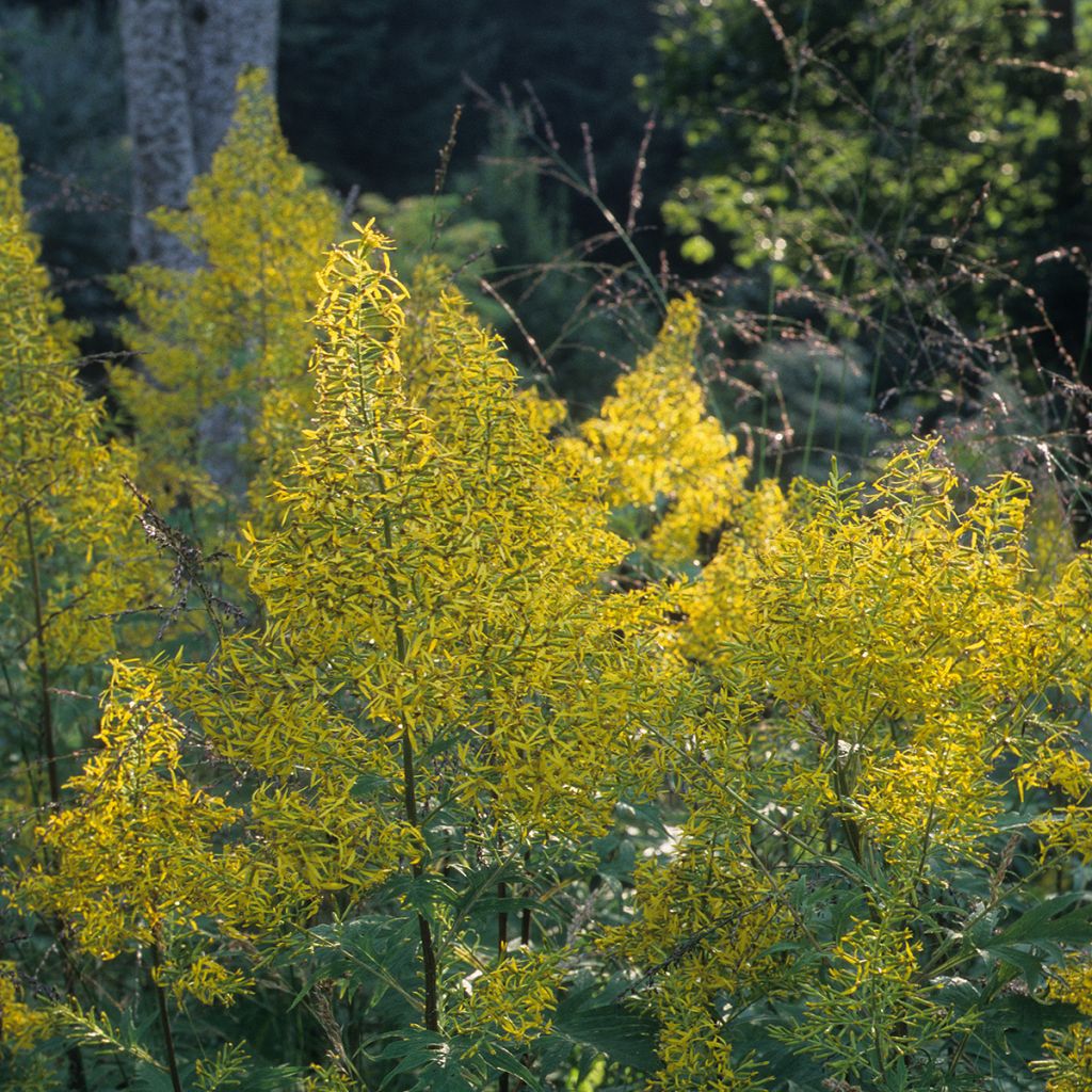 Ligularia tangutica - Leopard Plant