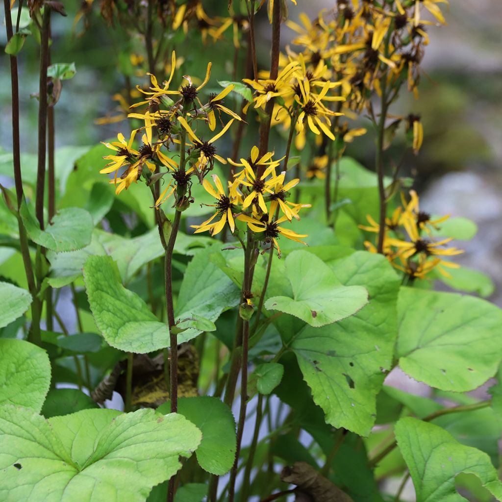 Ligularia hessei Lanternchern - Leopard Plant