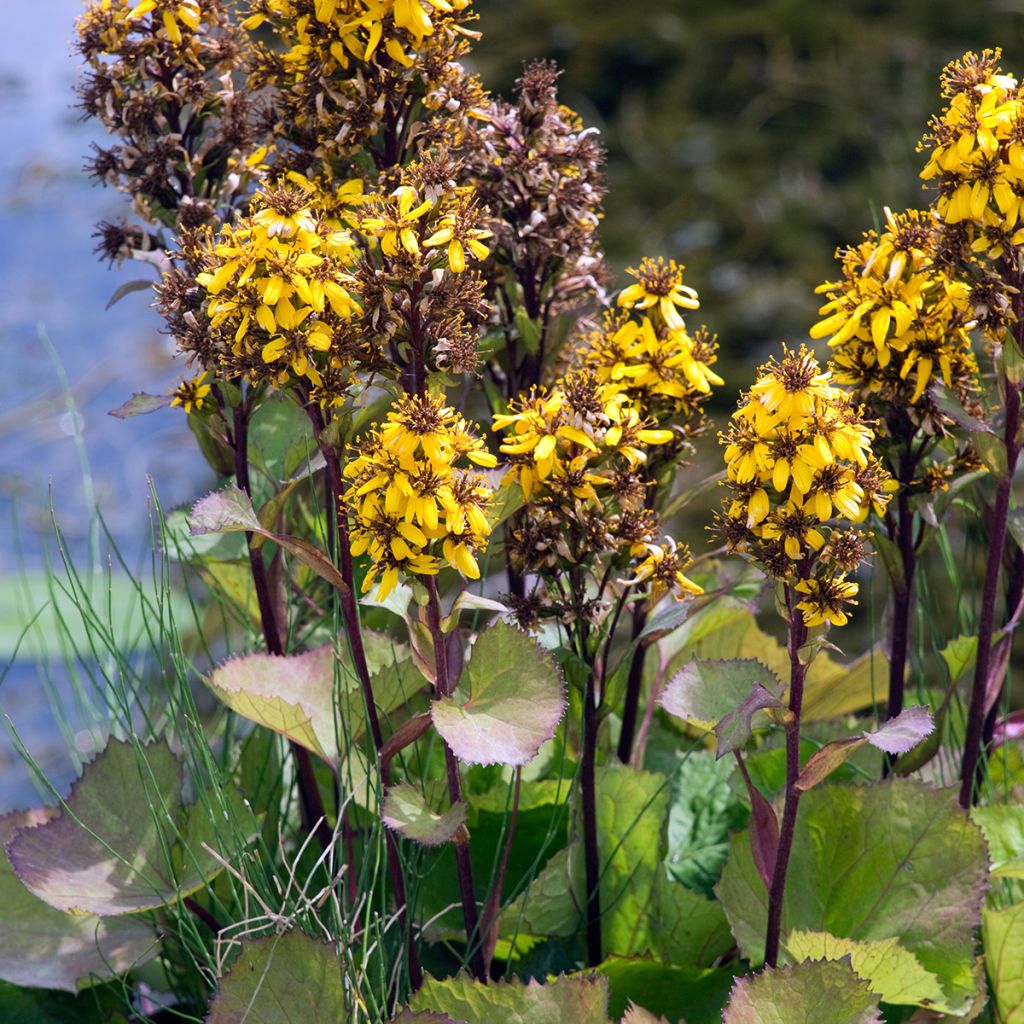 Ligularia x hessei - Leopard Plant