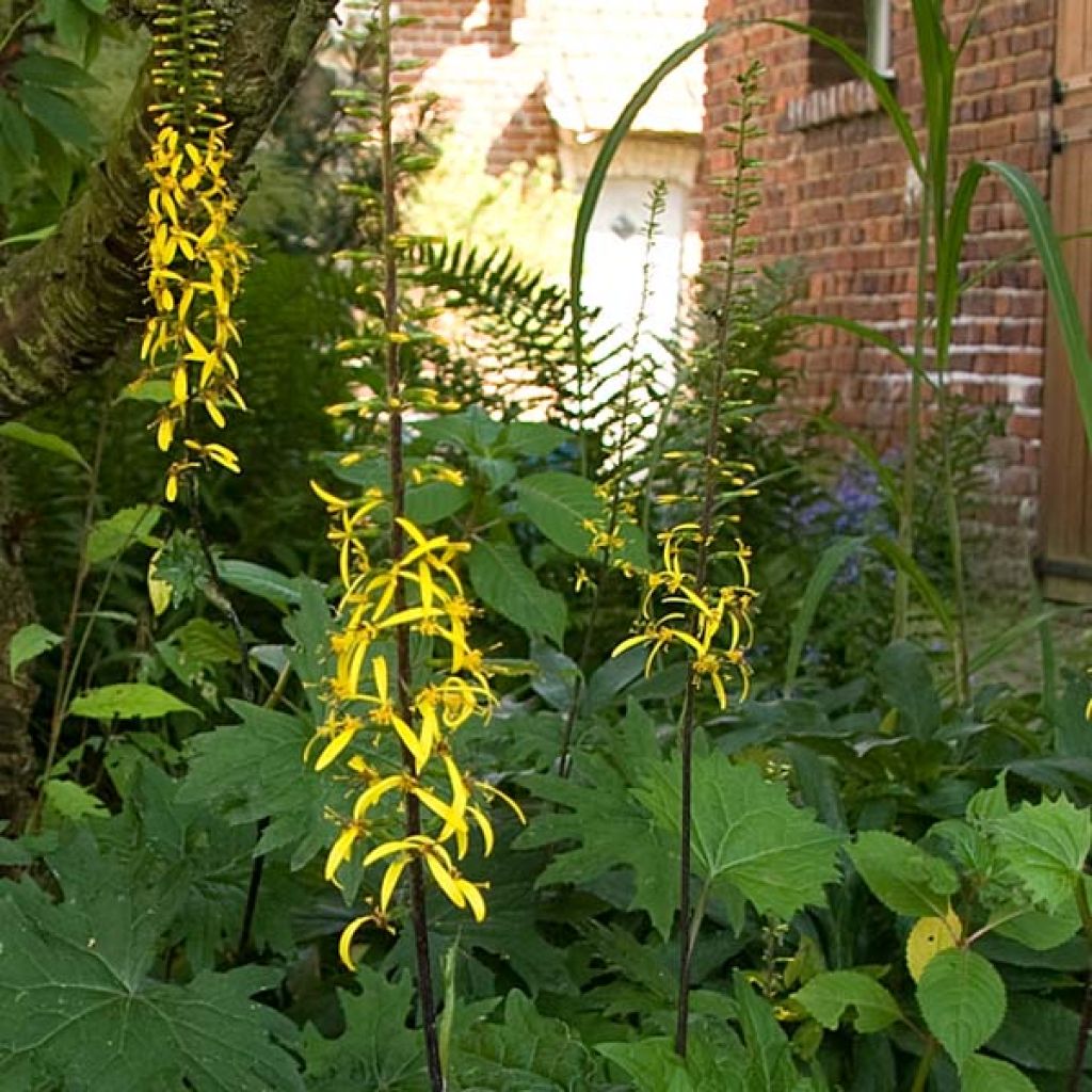 Ligularia przewalskii - Leopard Plant