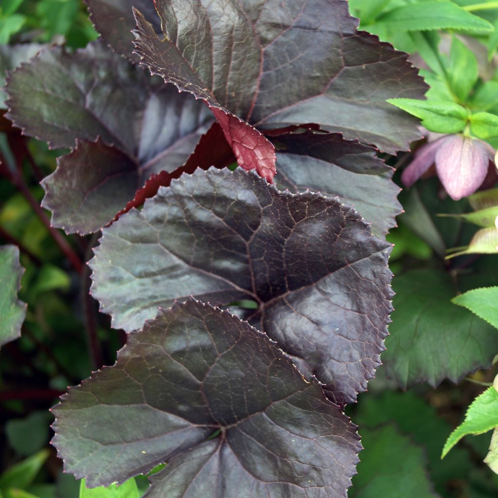 Ligularia dentata Britt-Marie Crawford - Leopard Plant