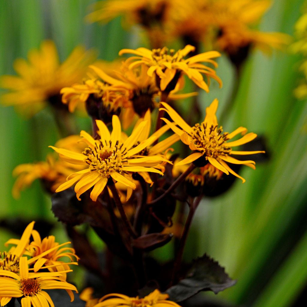 Ligularia dentata Britt-Marie Crawford - Leopard Plant