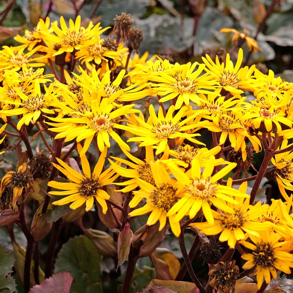 Ligularia dentata Britt-Marie Crawford - Leopard Plant