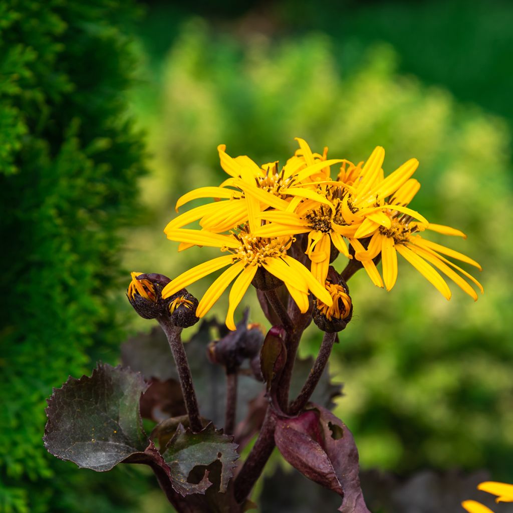 Ligularia dentata Garden Confetti - Leopard Plant