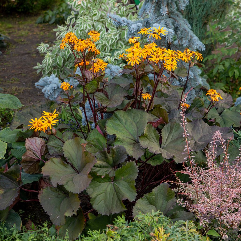 Ligularia dentata - Leopard Plant