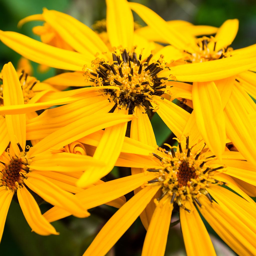 Ligularia dentata Othello - Ligulaire