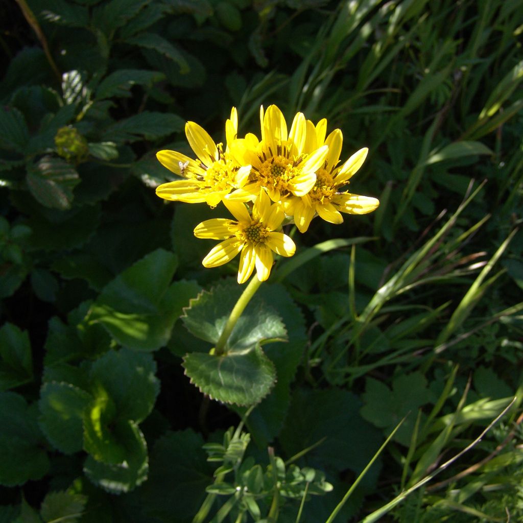 Ligularia hodgsonii - Leopard Plant