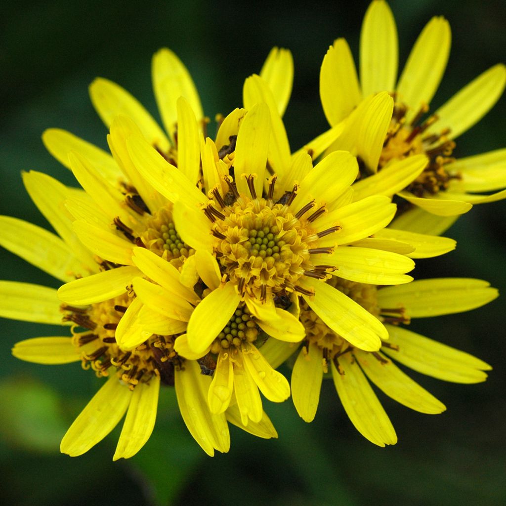 Ligularia hodgsonii - Leopard Plant