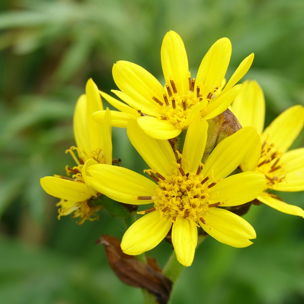 Ligularia hodgsonii - Leopard Plant