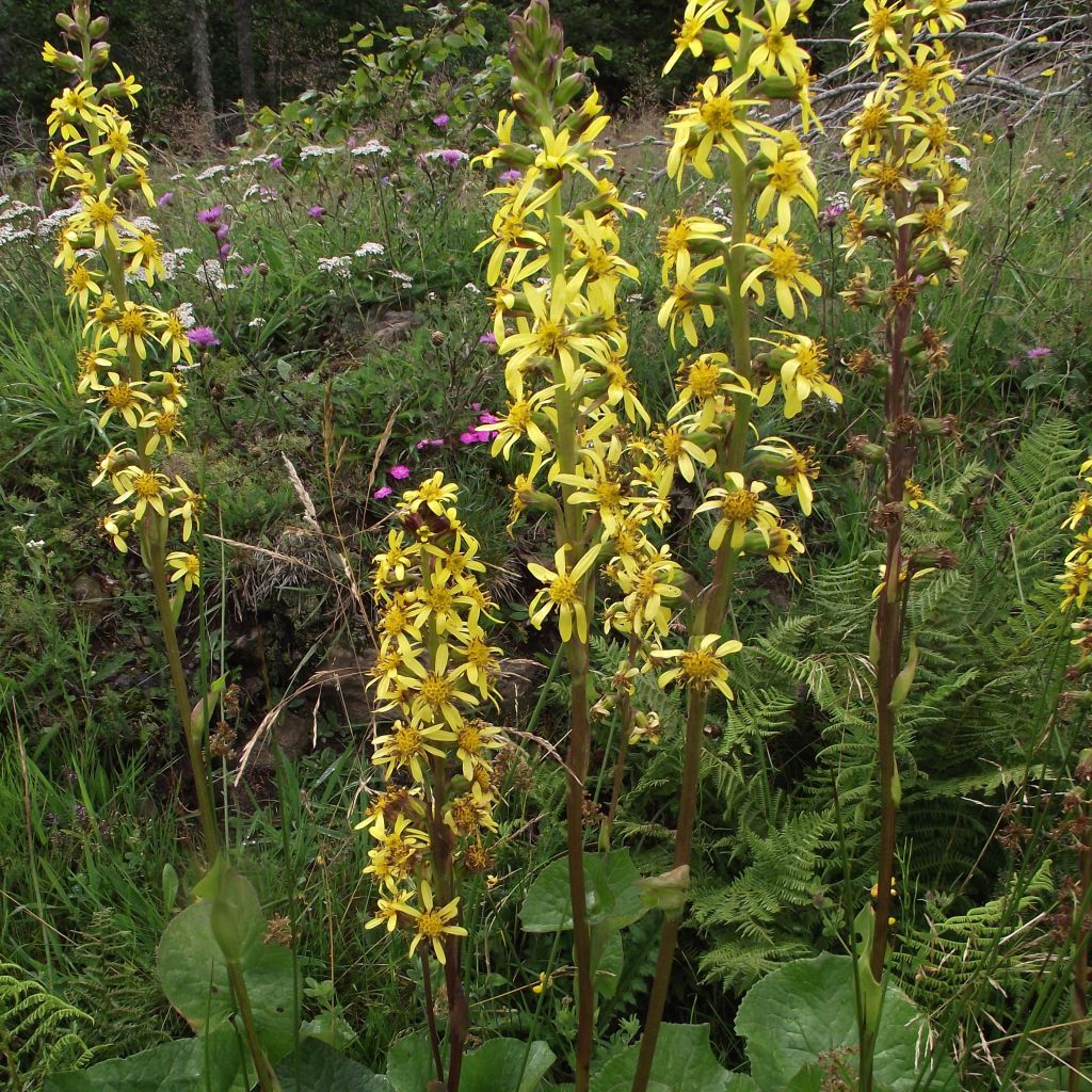 Ligularia sibirica - Leopard Plant