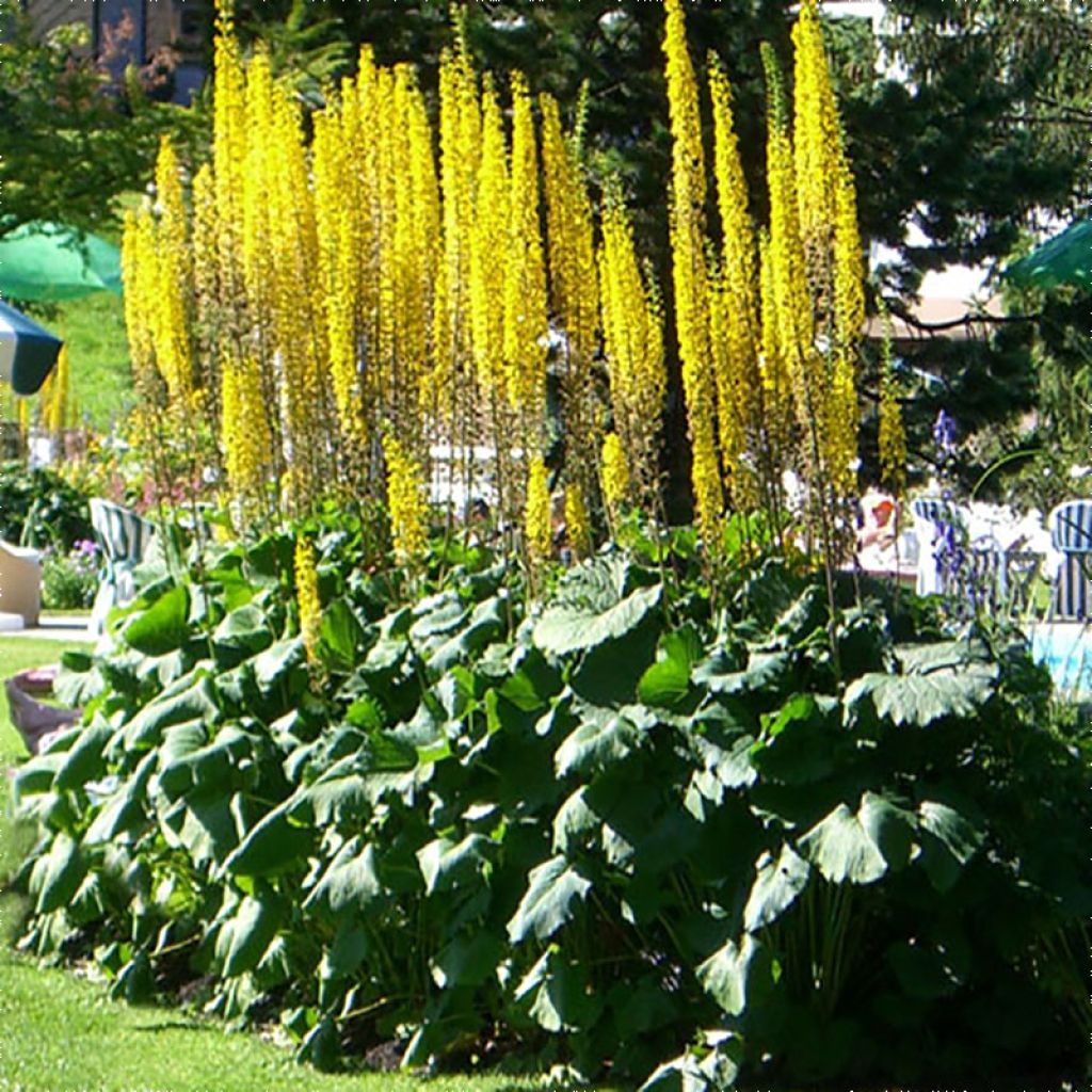 Ligularia stenocephala The Rocket - Leopard Plant