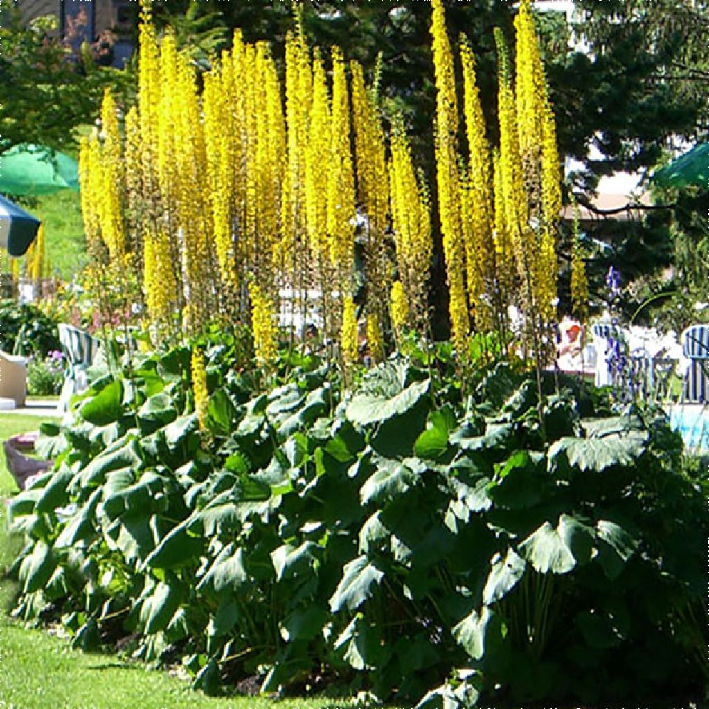 Ligularia stenocephala The Rocket - Leopard Plant