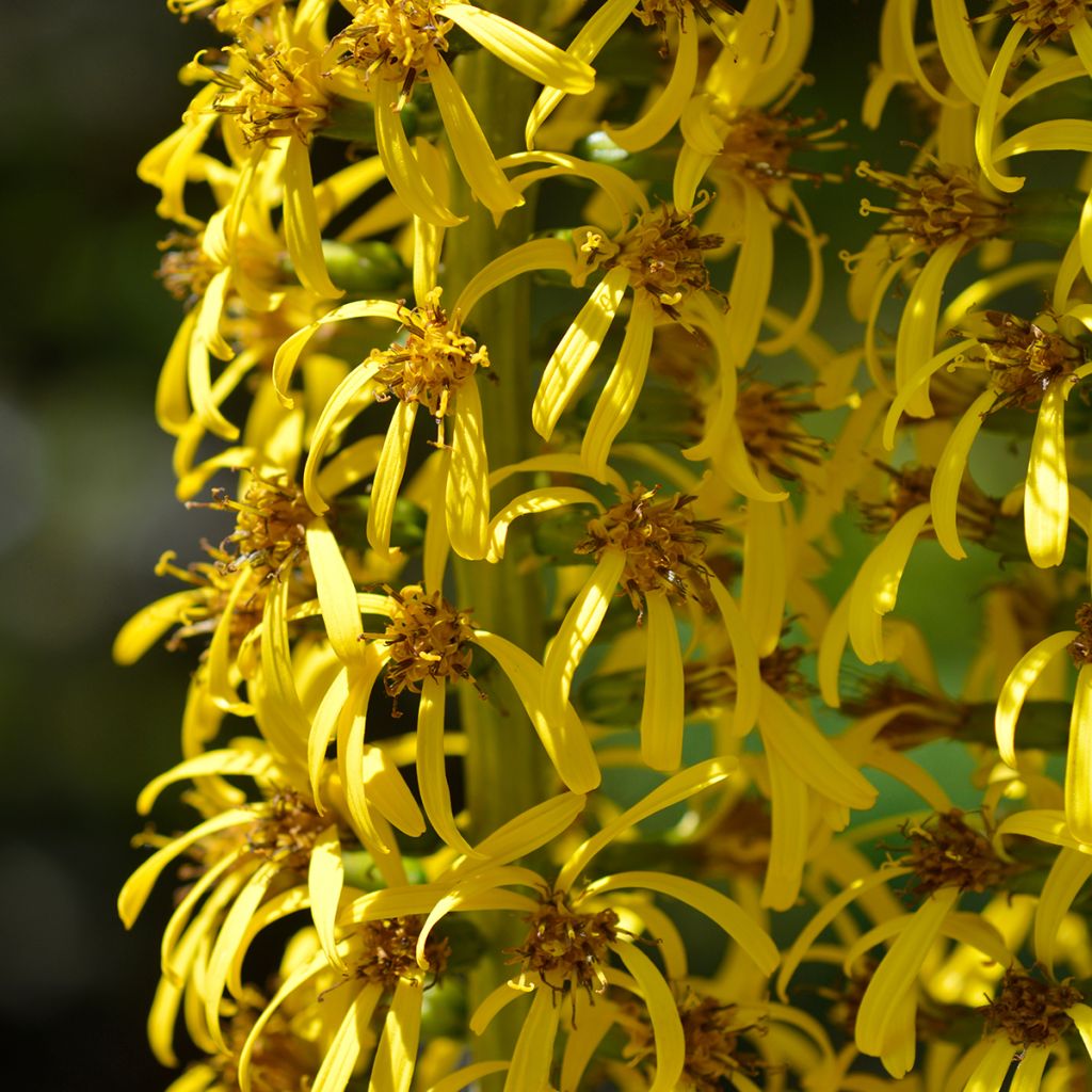 Ligularia wilsoniana - Leopard Plant