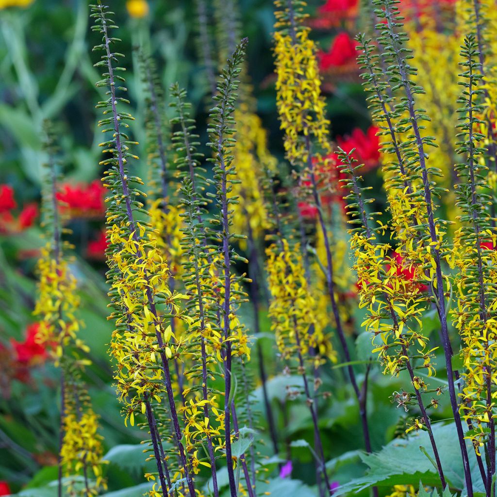 Ligularia wilsoniana - Leopard Plant