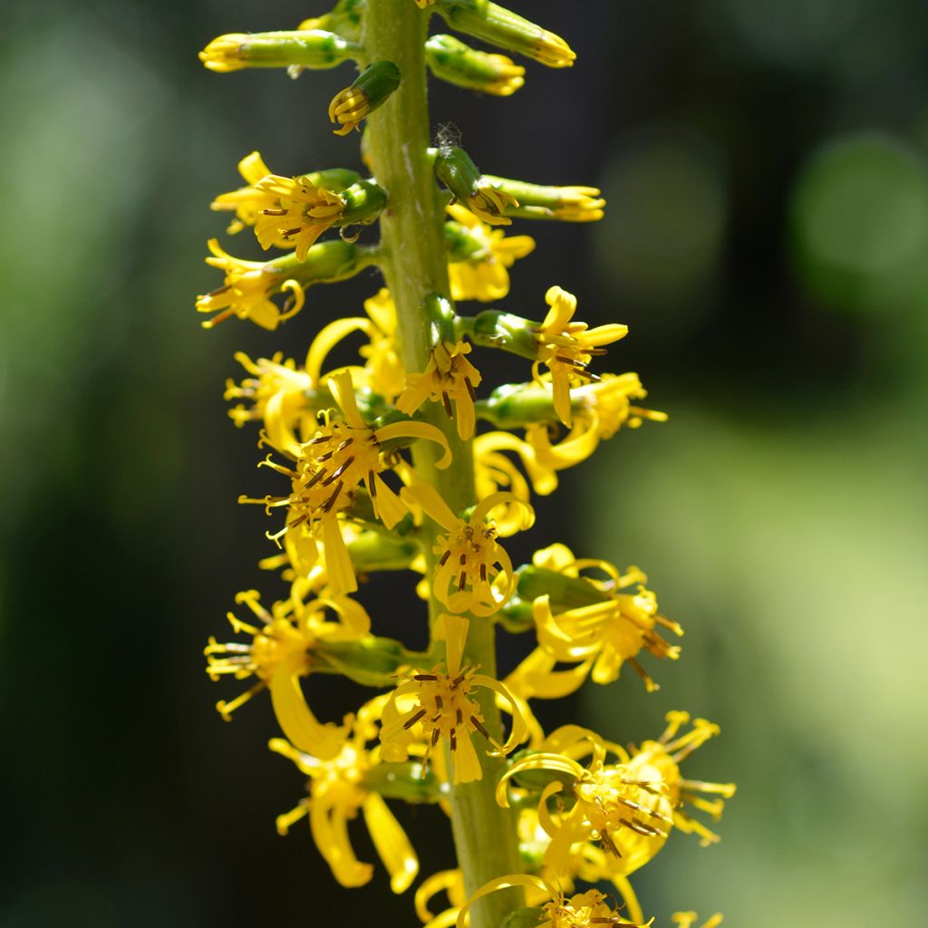 Ligularia wilsoniana - Leopard Plant