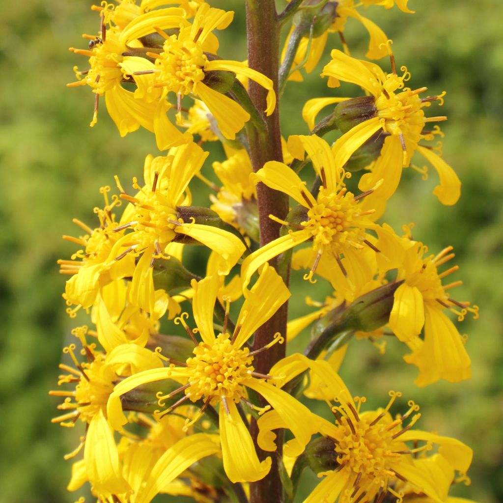 Ligularia wilsoniana - Ligulaire jaune vif