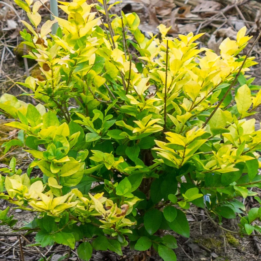 Troène doré - Ligustrum Vicaryi