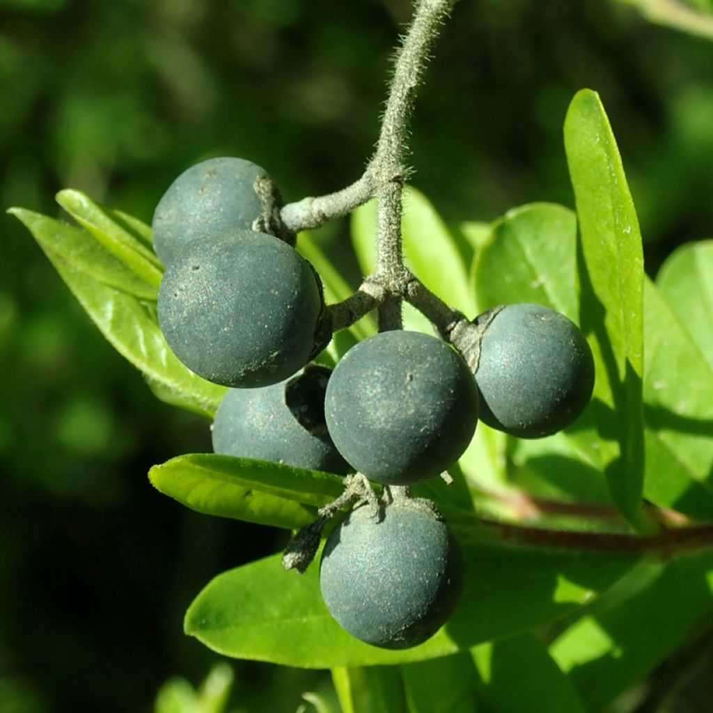 Ligustrum obtusifolium var. regelianum - Troène à feuilles obtuses