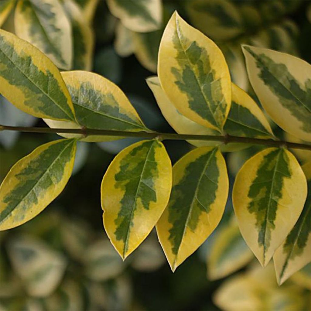 Troène doré - Ligustrum ovalifolium Aureum