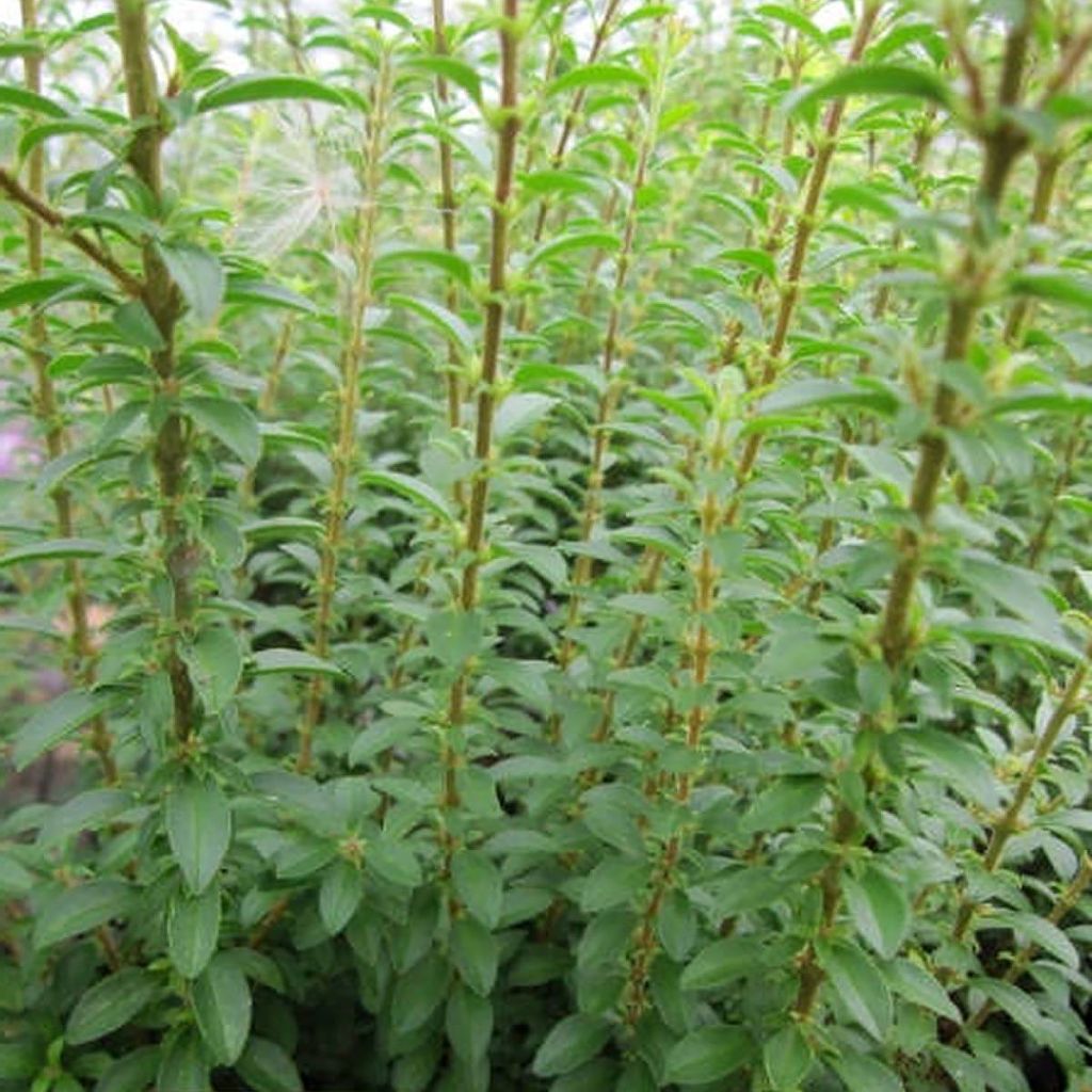 Troène de Chine - Ligustrum sinense Eugene Clive