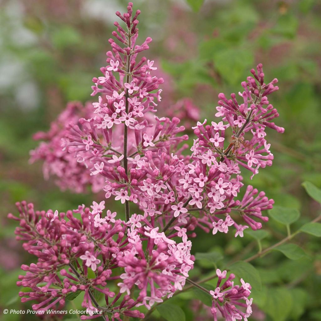 Syringa hybride  Pink Perfume