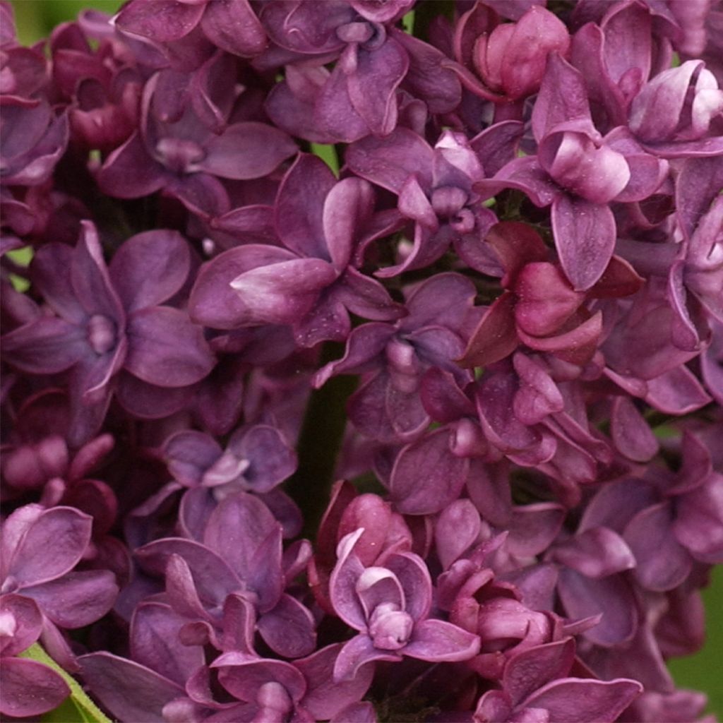 Syringa vulgaris Charles Joly - Common Lilac