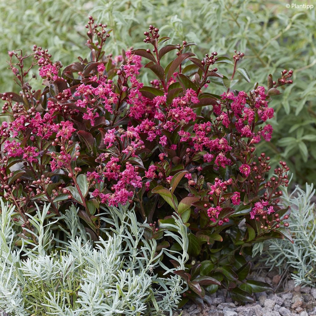 Lagerstroemia indica Berry Dazzle