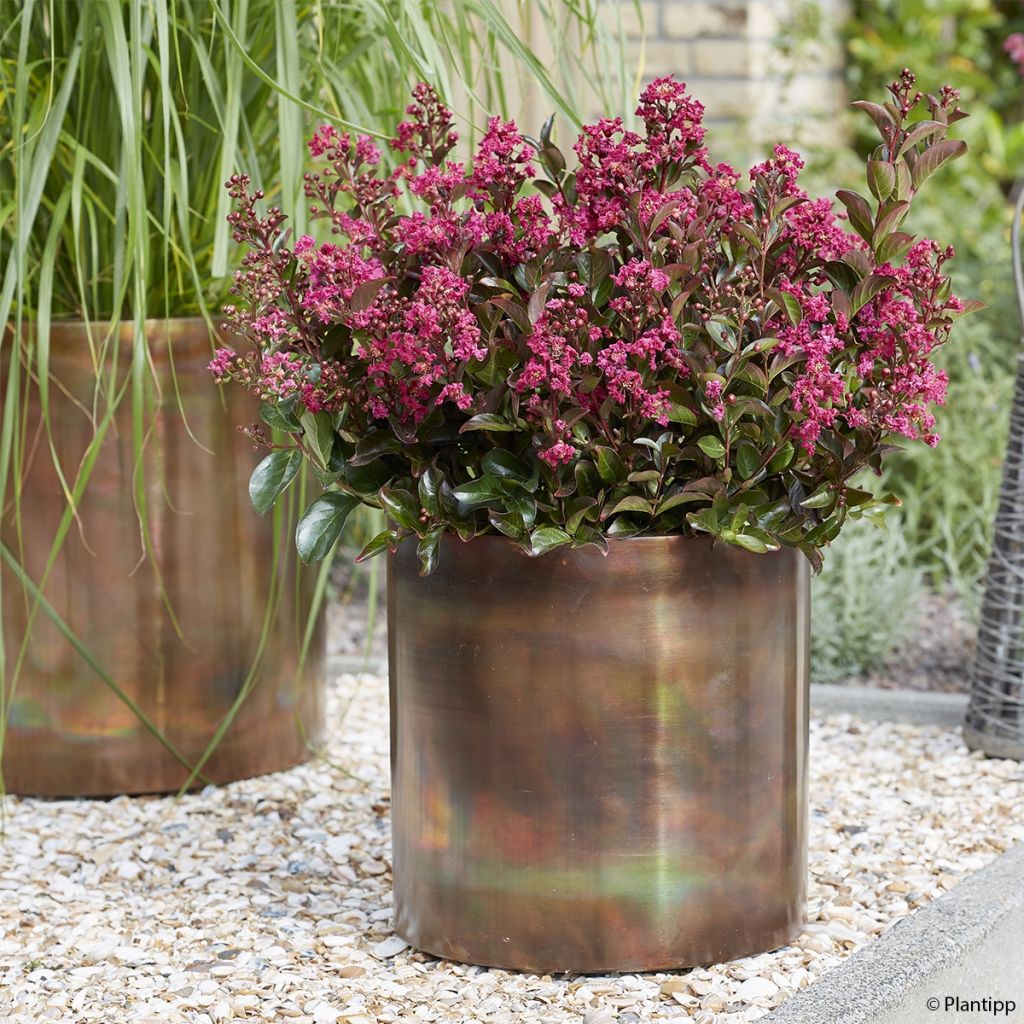 Lilas des Indes - Lagerstroemia indica Berry Dazzle