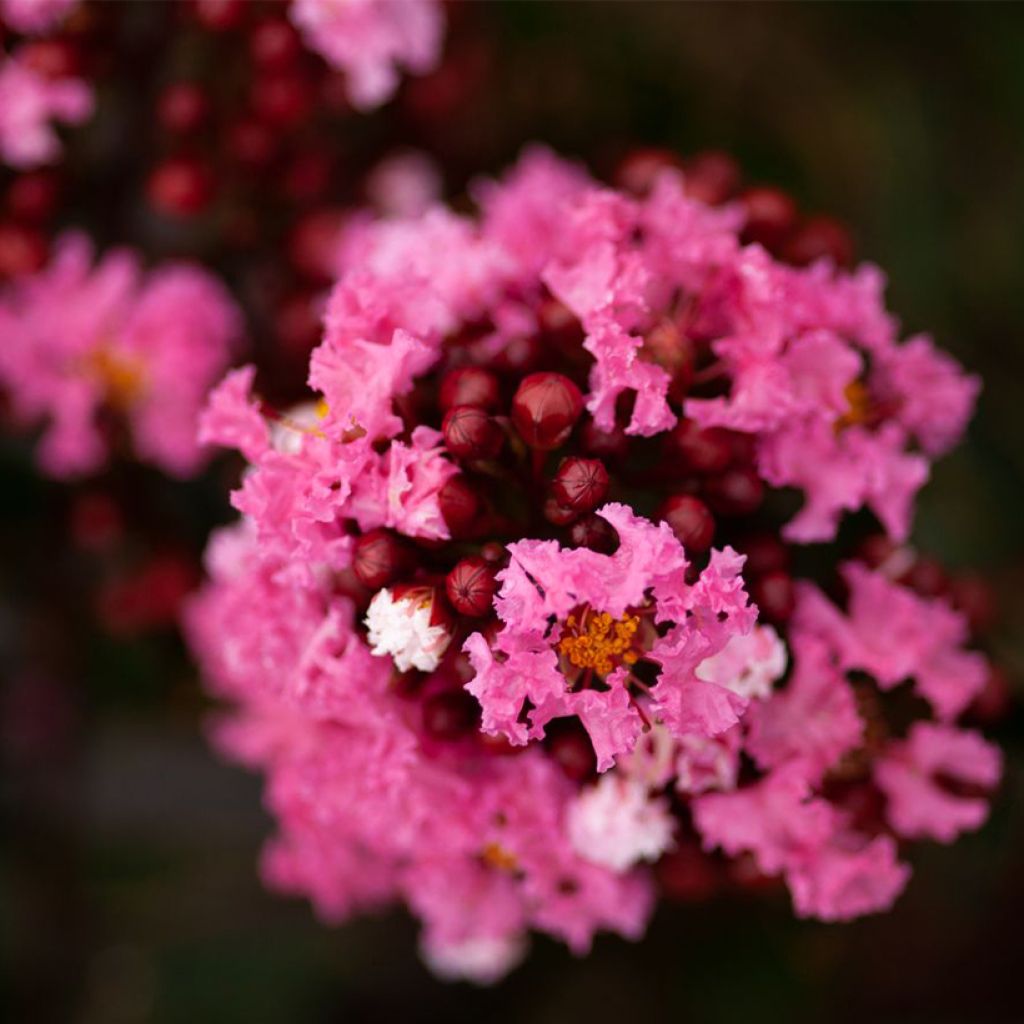 Lagerstroemia indica Enduring Pink