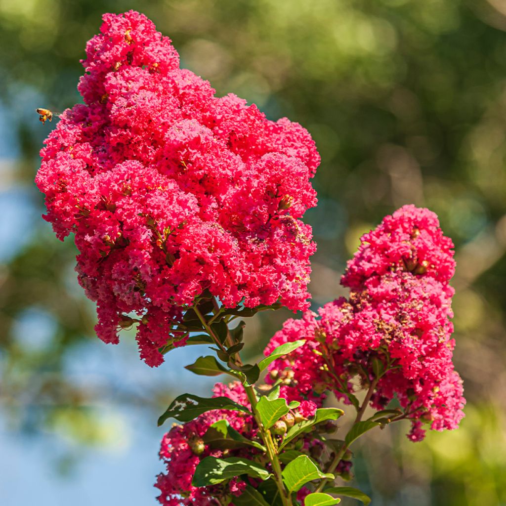 Lagerstroemia indica Enduring Red