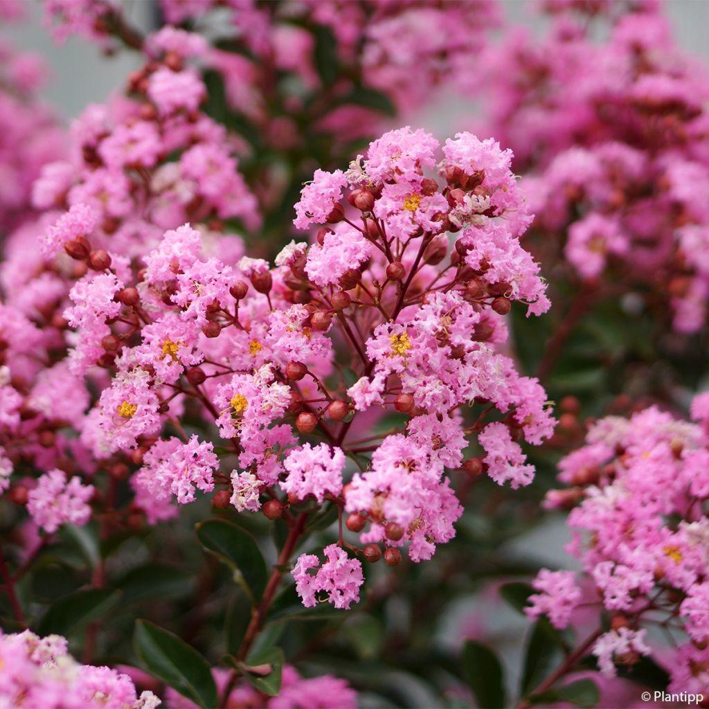 Lagerstroemia indica Eveline - Crape Myrtle