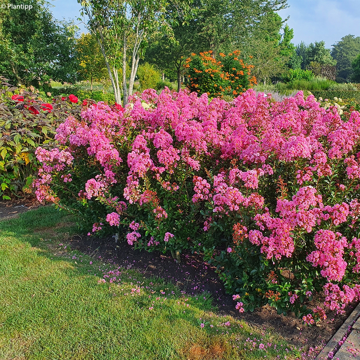 Lagerstroemia Indica Eveline Compact Indian Lilac Pastel Pink Hardy Lagerstroemia Indica Eveline Compact Indian Lilac Pastel Pink Hardy