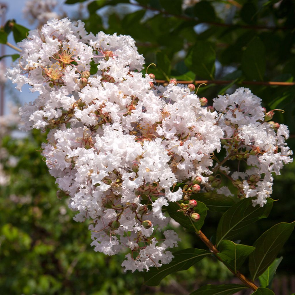 Lilas des Indes - Lagerstroemia indica La Fayette