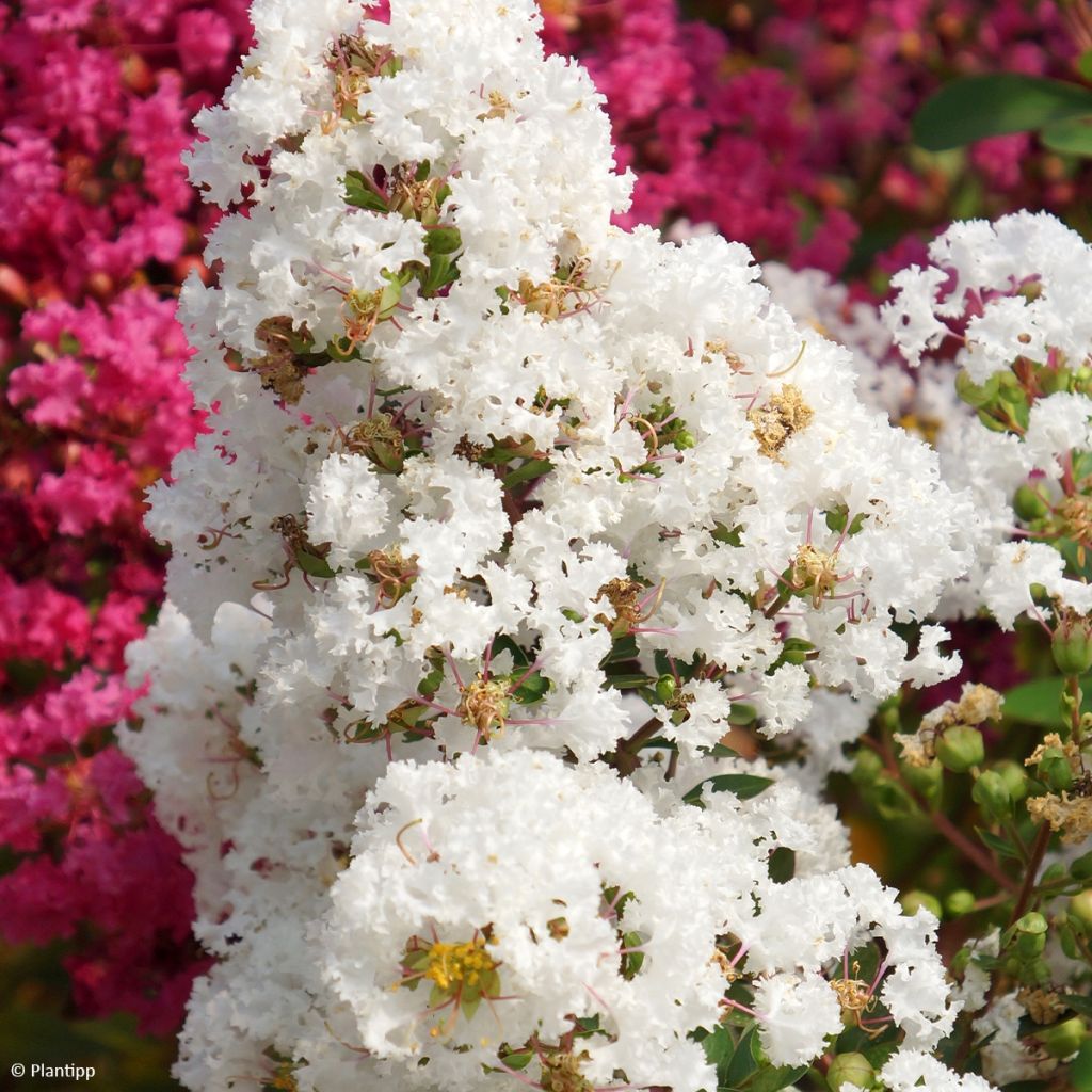 Lilas des Indes - Lagerstroemia indica Virgin With Love